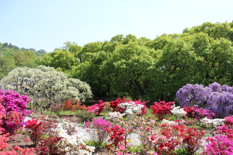 Ashikaga Flower Park